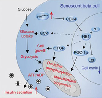 Effects of p16-induced senescence on beta cell function