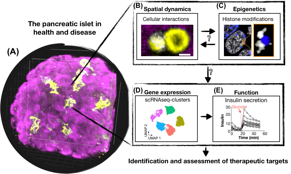 3D-image of an islet