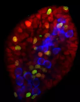 Induced embryonic Sertoli-like Cells