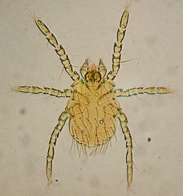 Chigger mites (Trombicula)