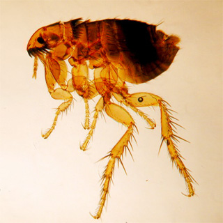 fleas
