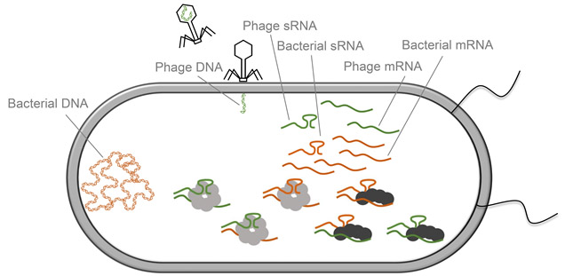 Model of cross-regulation between bacteria and phages at the RNA level upon infection of E. coli with phage lambda. Light gray i