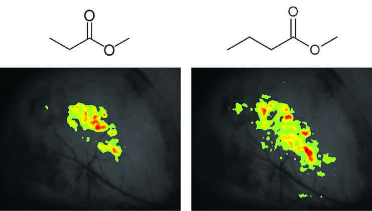 The sensory representations of 2 odorants as measured using in vivo Ca++ imaging. The figure shows the spread of activation over the olfactory bulb surface