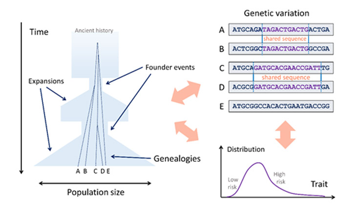 The goal of the research is to use genetic variation to improve our understanding of historical demographic events, the genetic basis of traits, and their interplay.