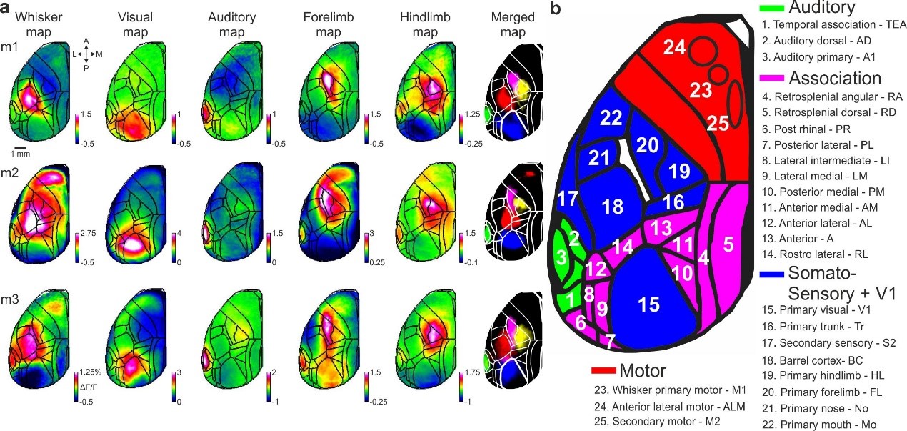 Cortical functional mapping and area definitions