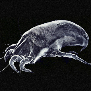 ​House dust mites