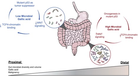 Gut Microbes' Impact on Oncogenic Drivers